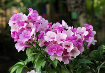 Photo of garlic vine (Mansoa alliacea) flowers.