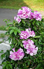 Photo of garlic vine (Mansoa alliacea) flowers.