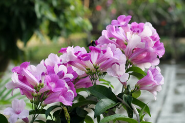 Photo of garlic vine (Mansoa alliacea) flowers.