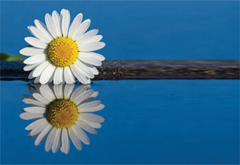 Stunning chamomile flower blooms gracefully with its reflection in blue water. Copy space for greeting card, poster, banner, presentation and report title.
