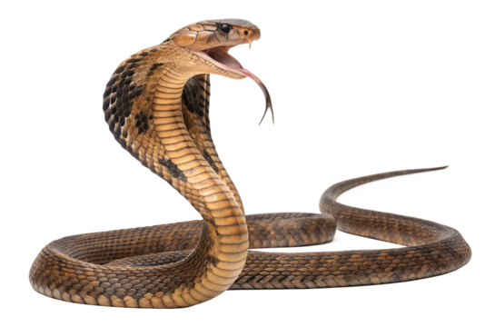 Cobra with hood extended and mouth open isolated over transparent background