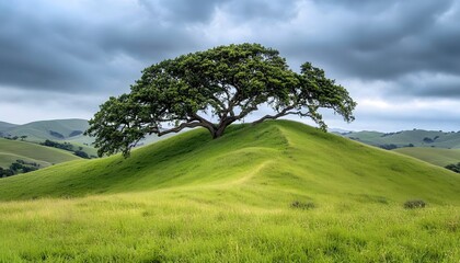 A large tree rests on a grassy hilltop under a cloudy sky.