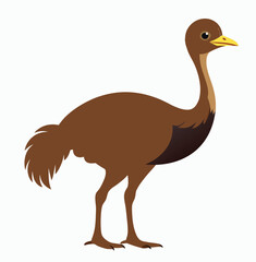 Emu on white background