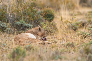 Pumas in Torres del Paine National Park, Patagonia