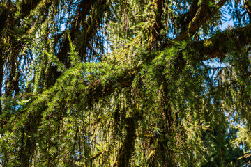 Lush Green Branches with Moss Against Blue Sky