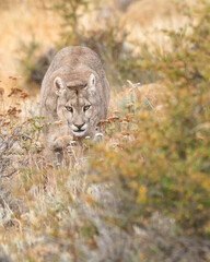 Pumas in Torres del Paine National Park, Patagonia