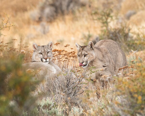 Naklejka premium Pumas in Torres del Paine National Park, Patagonia