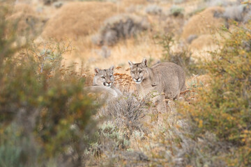 Pumas in Torres del Paine National Park, Patagonia