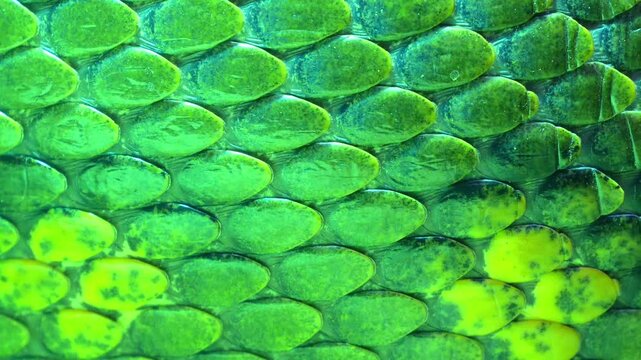Green Anaconda [Eunectes murinus] Skin Scales Macro &ndash; 120fps Slow Motion 4K Footage of Detailed Reptile Texture in Natural Light