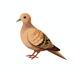 dove isolated on white background