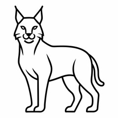 Lynx on white background 