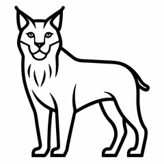 Lynx on white background 