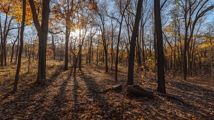 Obraz premium autumn in the woods