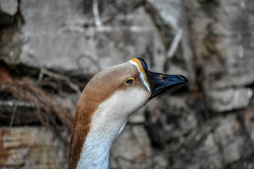 Elegant goose with tan and white plumage, black beak, against a rock wall.