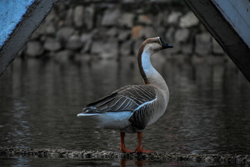 A majestic grey and white goose stands tall by the calm water's edge. A peaceful scene of wildlife in its natural habitat.