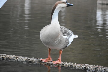 A majestic grey and white goose stands tall by the calm water's edge. A peaceful scene of wildlife...