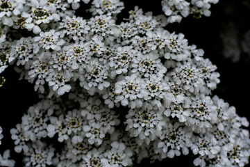 Bright white tiny flowers clustered together, showcasing nature's delicate beauty and the freshness...