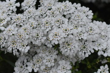 Bright white tiny flowers clustered together, showcasing nature's delicate beauty and the freshness of spring blooms