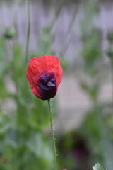 Vibrant red poppy and green seed pods against a white fence.
