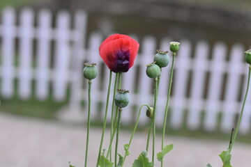 Vibrant red poppy and green seed pods against a white fence.