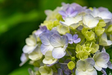 鎌倉2506　浄智寺29　紫陽花