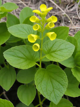 French Figwort (Scrophularia canina)