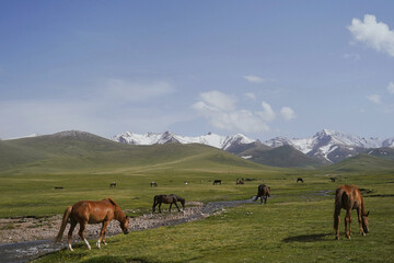Fototapeta premium Horses drinking from stream on mountain pasture