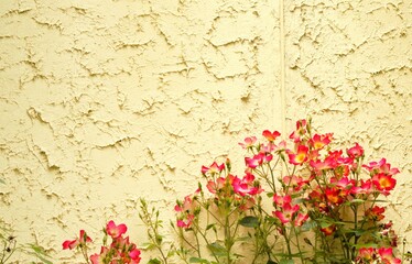 Pink rose and white wall 