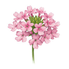 Delicate Pink Verbena Flower Cluster Detailed Pencil Drawing (1)