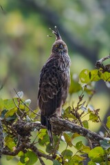 Bird of prey