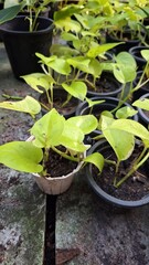 flower in the garden