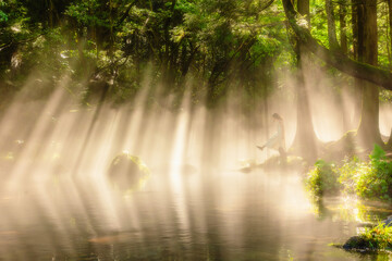 mysterious forest mototaki akita
