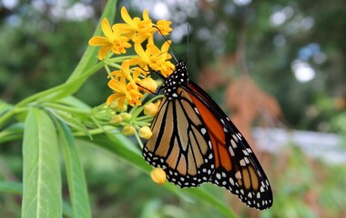 Monarch butterfly on yellow asclepias flowers in Florida nature, closeup
