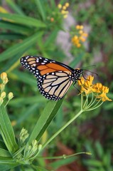 Monarch butterfly on yellow asclepias flowers in Florida nature, closeup