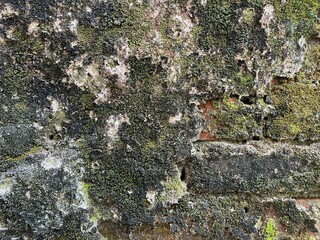 an old wall with thick moss