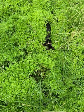 A black cat hidden amidst lush, vibrant green kenikir grass. The dense, leafy surroundings create a serene and natural atmosphere, ideal for designs inspired by nature and wildlife.