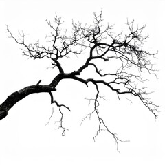 Fototapeta premium Bare Tree Branch Silhouette Against White Background