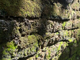 mossy stone wall exposed to midday sunlight