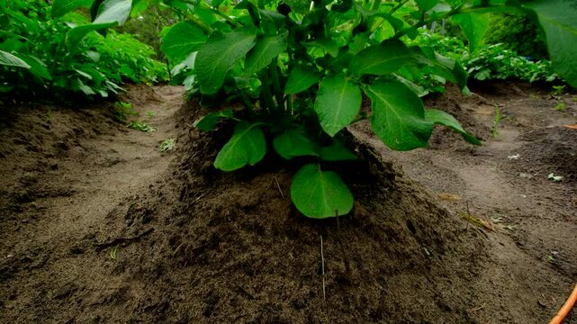 Slow motion shot while rising camera revealing healthy potato plants  growing in rows of mounds of soil rich in sand