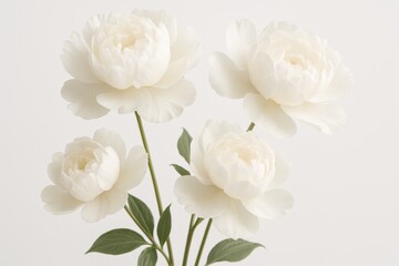 Delicate white peony flowers isolated on clean background