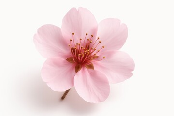 Fototapeta premium Delicate pink flower blossom isolated on white background