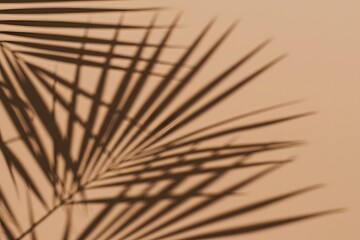 Obraz premium wallpaper, Beige background with shadow and palm leaves, palm leaves and their shadows on a light brown background, background