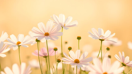 Naklejka premium Cosmos Breeze Field