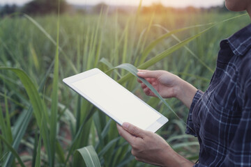 A person is holding a white tablet with a blank screen, in an outdoor setting with a field of green plants, likely sugarcane, in the background. The lighting suggests early morning or late afternoon.