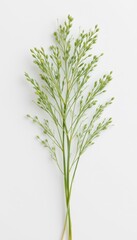 Fototapeta premium Delicate Green Grass Sprig on White