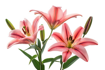 Pink asiatic lilies cluster isolated on transparent background
