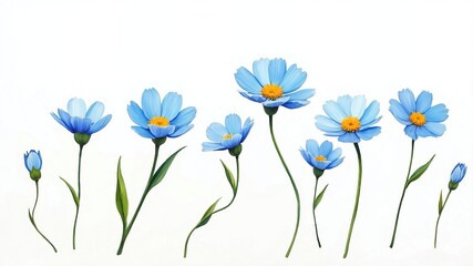 spring crocus flowers