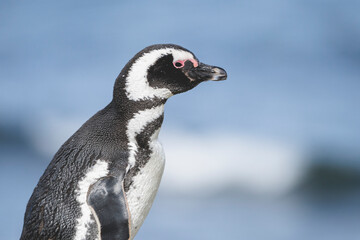 Naklejka premium Magellanic Penguin, Patagonia