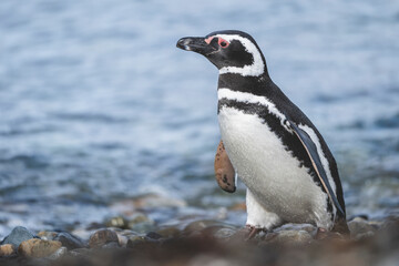 Obraz premium Magellanic Penguin, Patagonia