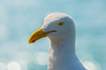 Mirada de Gaviota